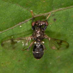 Sphyracephala brevicornis