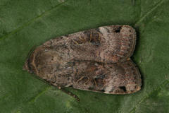 Noctua orbona