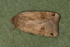 Noctua orbona