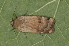 Noctua orbona