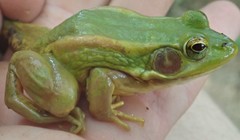 Pelophylax plancyi