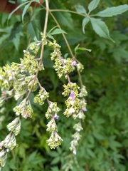 Vitex negundo cannabifolia