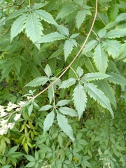 Vitex negundo cannabifolia