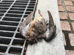 Scolopax minor