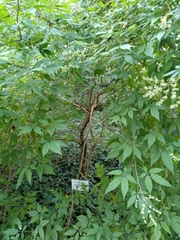 Vitex negundo cannabifolia