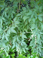 Vitex negundo cannabifolia