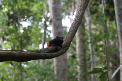 Saguinus weddelli weddelli