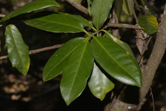 Corynocarpus rupestris rupestris