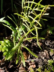 Lorinseria areolata image