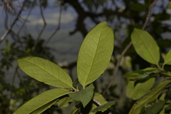 Corynocarpus rupestris rupestris