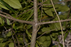 Corynocarpus rupestris rupestris