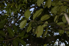 Corynocarpus rupestris rupestris