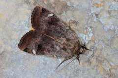 Noctua interposita