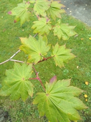 Acer japonicum