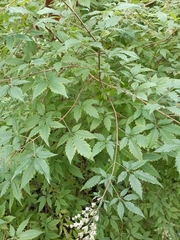 Vitex negundo cannabifolia
