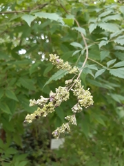 Vitex negundo cannabifolia