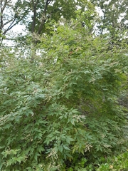 Vitex negundo cannabifolia