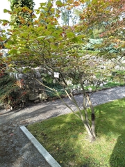 Acer japonicum