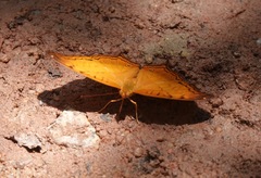 Vindula dejone erotella