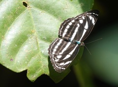 Neptis leucoporos