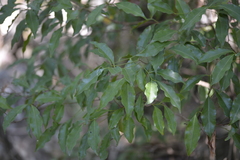 Cryptocarya bidwillii