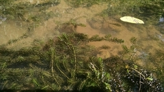 Elodea canadensis