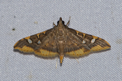Prophantis adusta