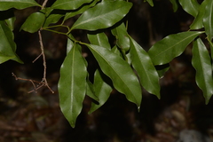 Cryptocarya bidwillii