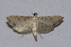 Massepha
