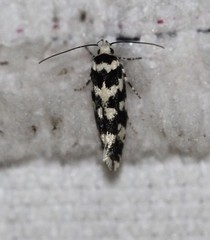 Lichenaula melanoleuca