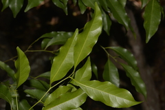 Cryptocarya bidwillii