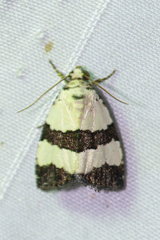 Maliattha quadripartita