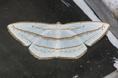 Orthocabera ocernaria