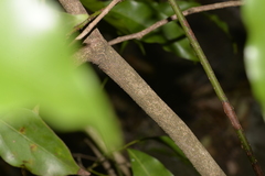 Cryptocarya bidwillii