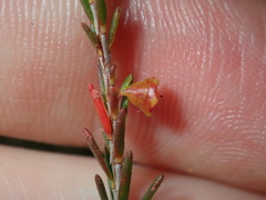 Ochrosperma lineare