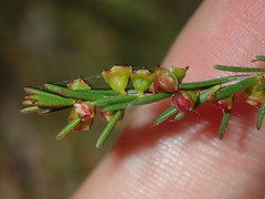Ochrosperma lineare
