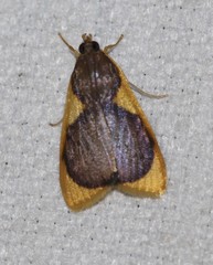 Prooedema inscisalis