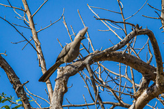 Corythaixoides concolor concolor