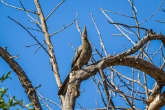 Corythaixoides concolor concolor