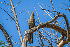 Corythaixoides concolor concolor