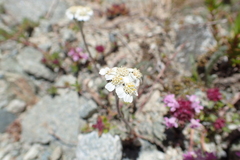 Achillea nana