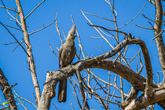 Corythaixoides concolor concolor