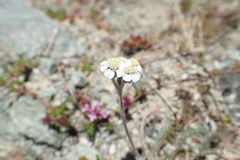 Achillea nana