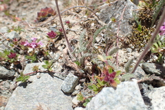Achillea nana