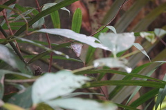 Eulaceura osteria