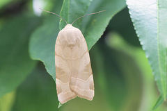 Noctua tirrenica