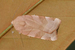 Noctua tirrenica