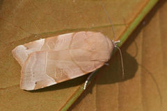 Noctua tirrenica