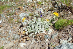 Jacobaea incana
