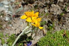 Jacobaea incana